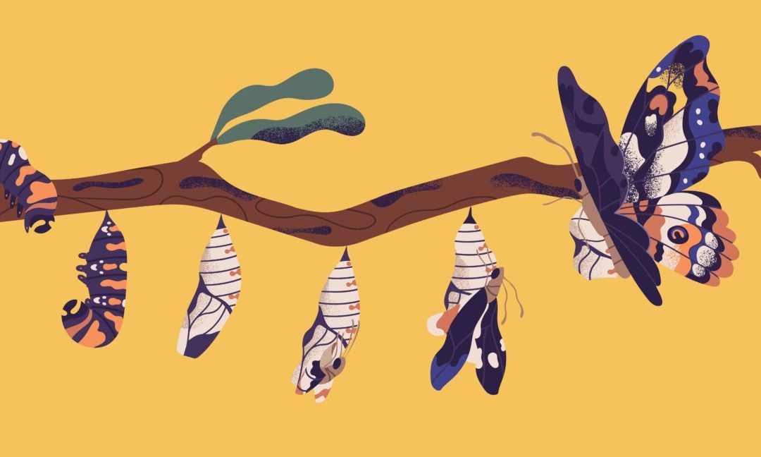 Dibujo de un gusano en una rama convirtiendose en mariposa